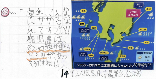 回遊ルートの地図